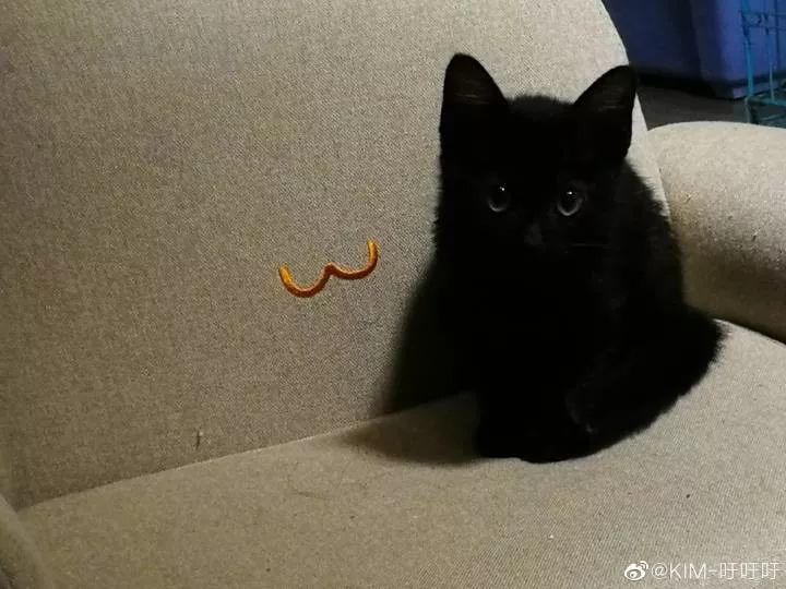 黑猫不吉利是谁说的,黑猫不吉利是真的吗
