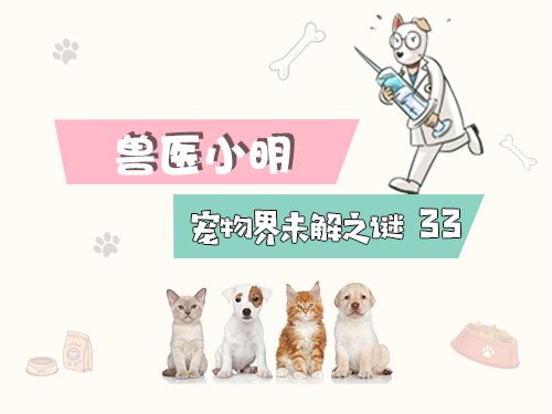 狗狗真的会微笑么,如何判断狗狗是否在笑