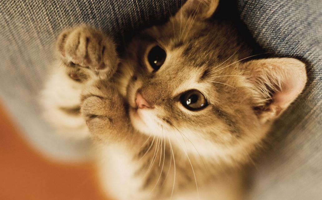 养猫的铲屎官一定要注意除癣,准备养猫的人看的视频