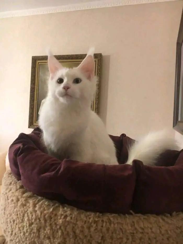 因为养猫产生家庭矛盾该不该弃养,因为养猫和婆婆有矛盾怎么判