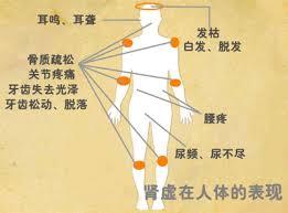 女人肾虚用什么药补肾,男人肾虚吃什么药补肾