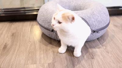 猫主子驾到,猫咪主子驾到