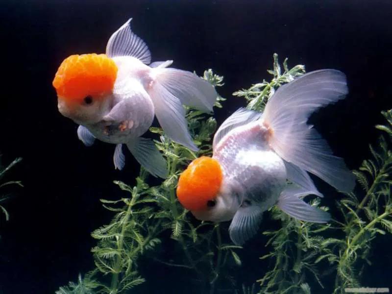 金鱼要怎么养殖,家庭金鱼养殖池