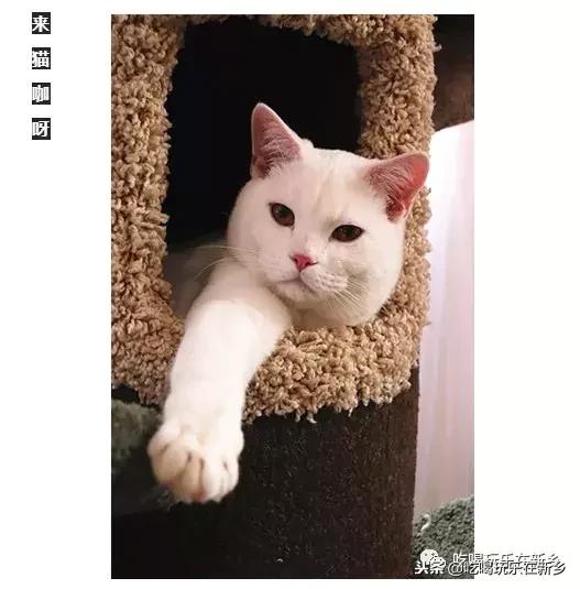 猫主子驾到,猫咪主子驾到