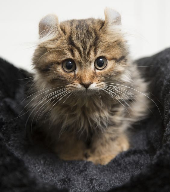 十种罕见的猫咪,常见的猫咪都有哪些品种