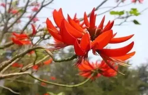 全国56个城市的市花,全国56个城市市花一览