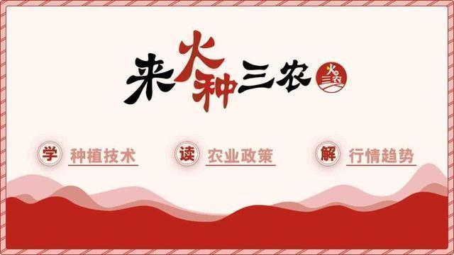 「一周橘价」柑橘竞相上市，实时关注价格动态，择机出售