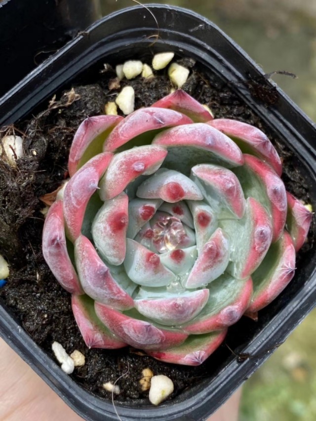 多肉吉娃娃养了几年没变化,多肉植物吉娃娃叶插多久能出苗