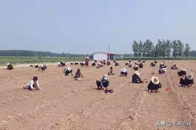 上蔡“芦笋大王”让贫困户抱上“聚宝盆”！