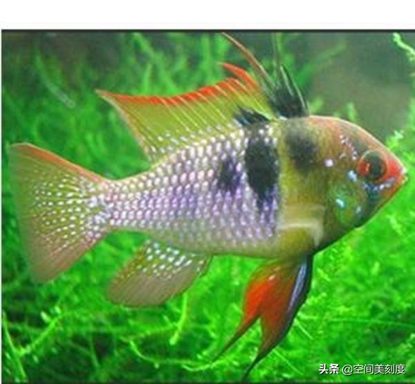 易养的热带观赏鱼有哪些,好养耐活的热带观赏鱼都有哪些