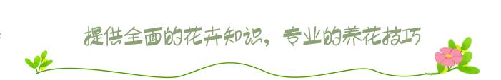 巴西木能晒种吗,种巴西木有什么好处