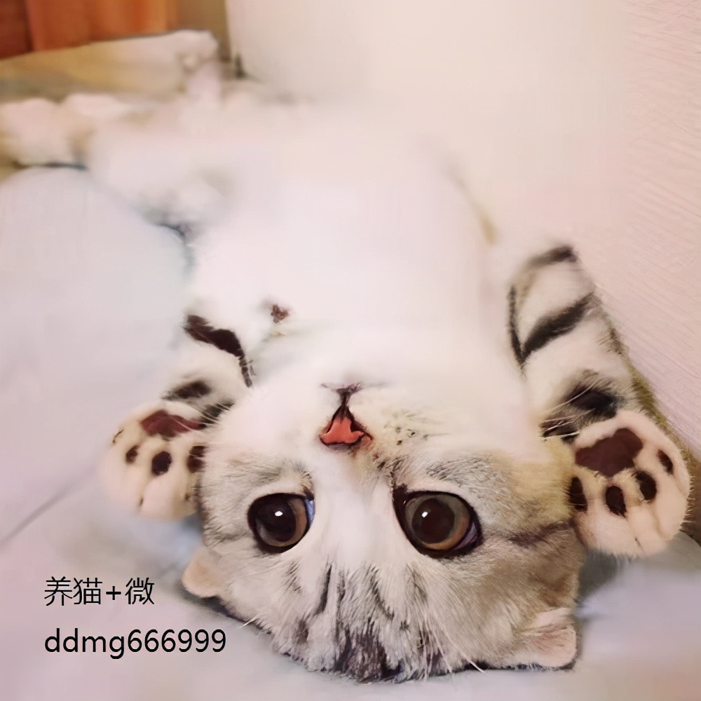 猫舍租猫多少钱一天,猫咖卖猫靠谱吗