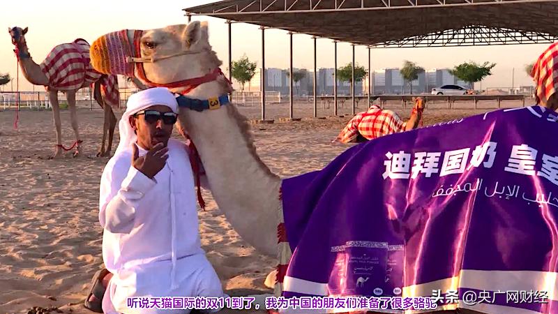 “加油产奶去中国！”迪拜皇室骆驼为双11加班，在天猫国际备货160万升奶