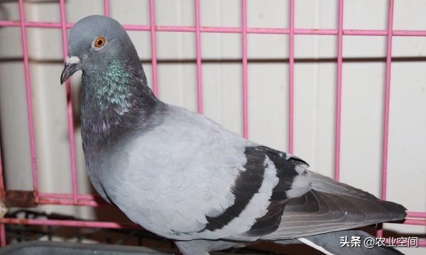 信鸽的养殖方法及鉴别信鸽的好坏,养殖鸽子技能