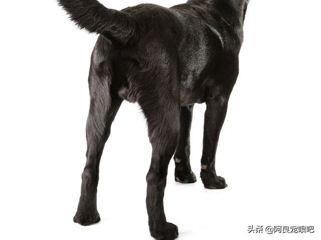 怎么选一条好的拉布拉多犬,如何挑选一只脾气好的拉布拉多犬