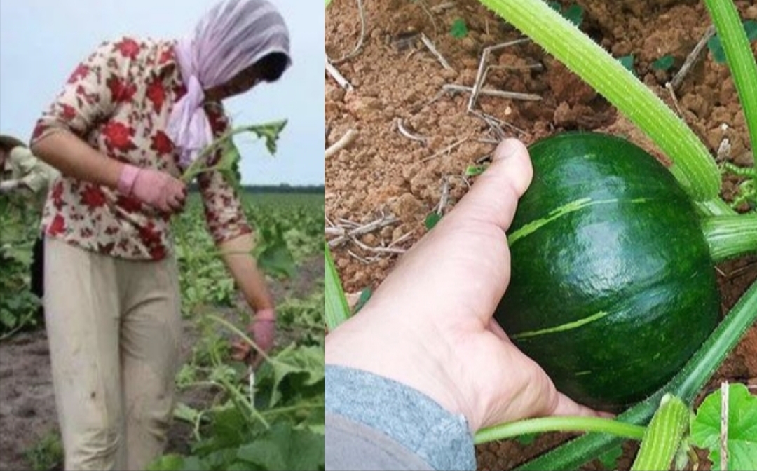 露地种植贝贝南瓜技术与田园管理,如何种出高产南瓜