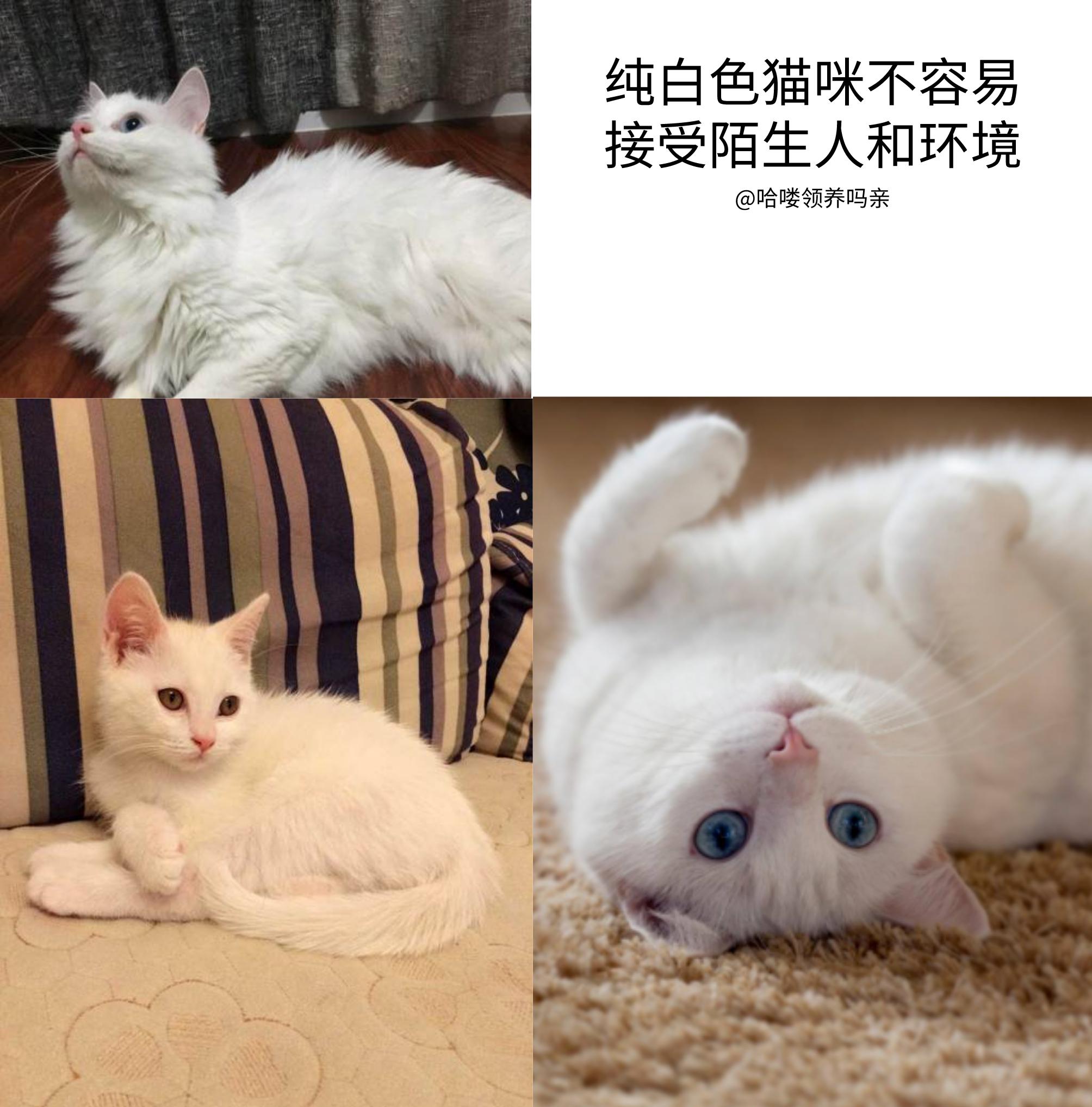 英短猫的颜色就能看出猫的脾气,猫咪不同颜色猫爪分辨猫咪的脾气