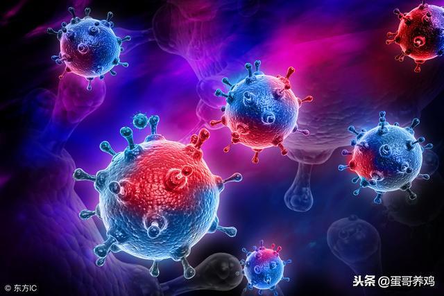 禽流行性感冒怎么有效防治？学会这5招，养鸡人不再怕了！