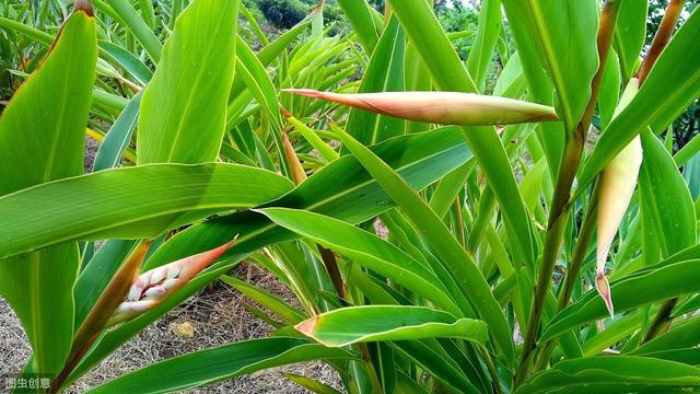 砂仁种植技术和方法,怎样使砂仁高产