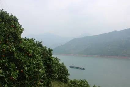 伦晚口感怎么样 (伦晚什么时候口感最好)