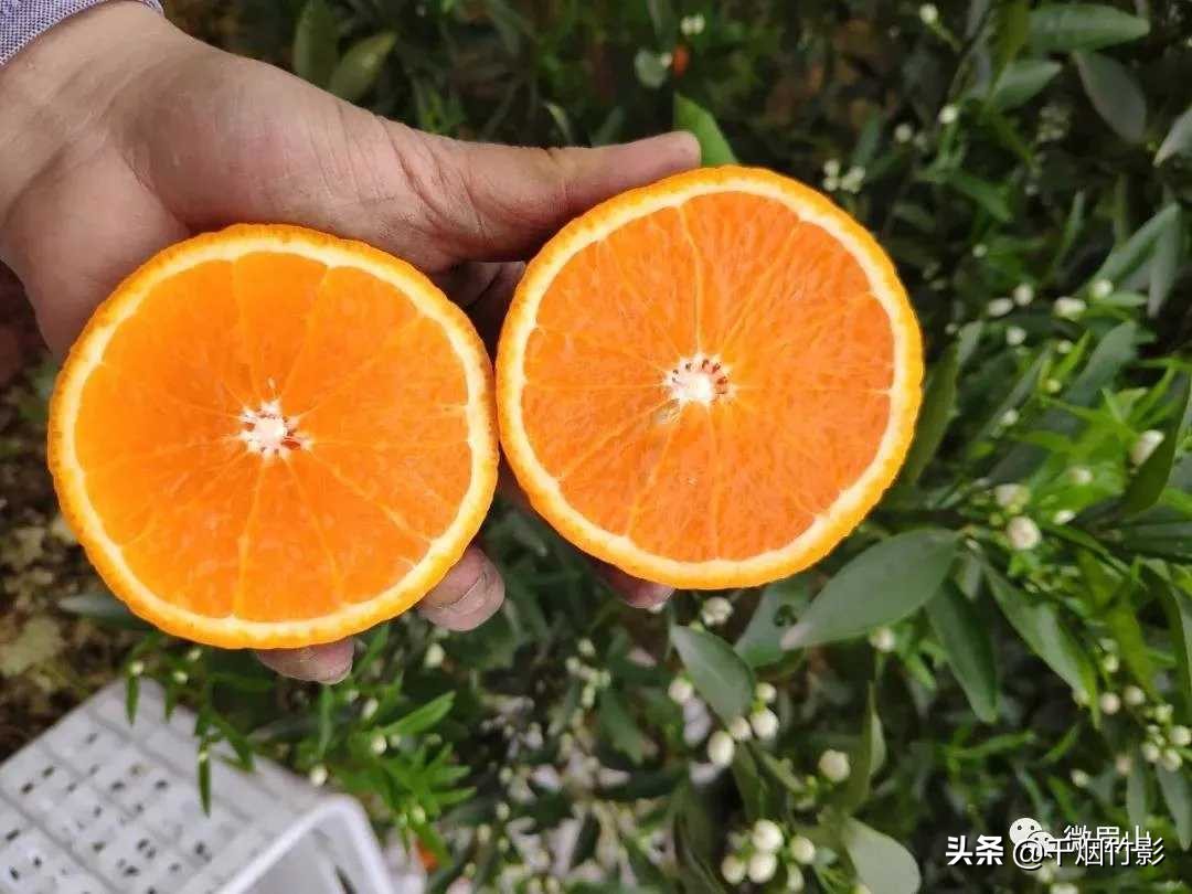 不知火春见,不知火丑橘春见