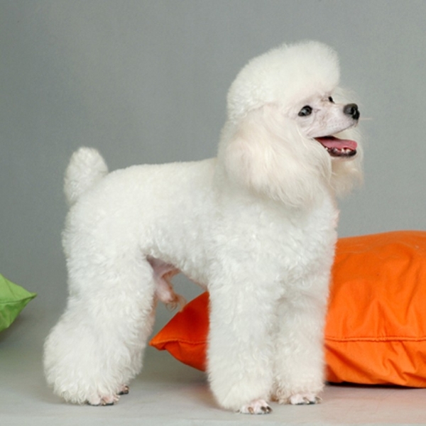 巨型贵宾犬毛色越来越淡怎么办,养一只巨型贵宾犬一个月多少钱