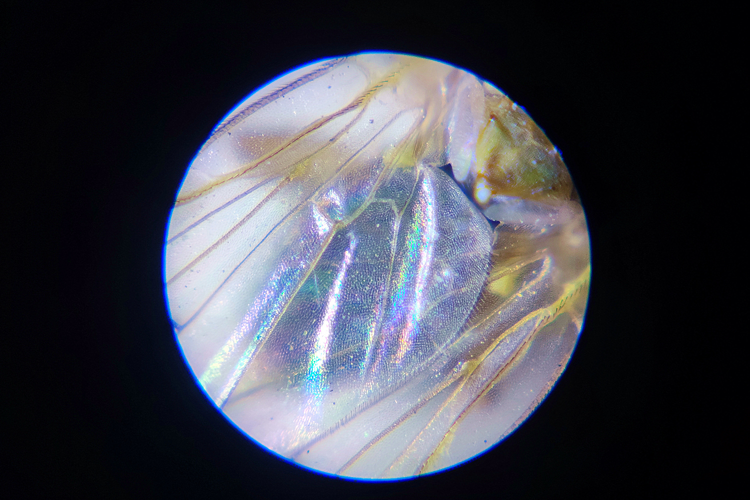 星特朗显微镜型号,星特朗便携式显微镜