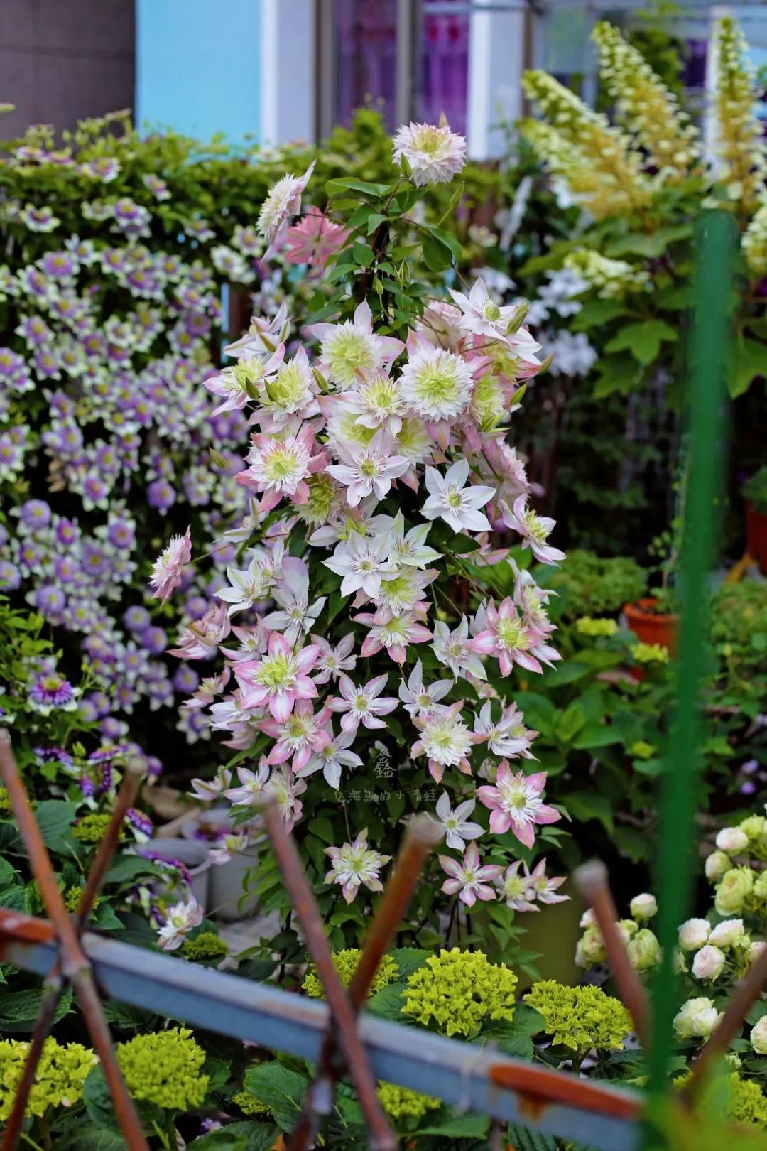 家里种了一颗爬墙花,家里种爬藤蔷薇好吗