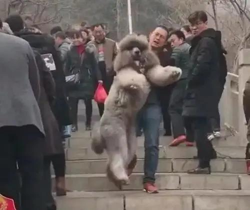 从小养大的狗狗是不是把你当妈妈,不敢相信亲手养大的狗