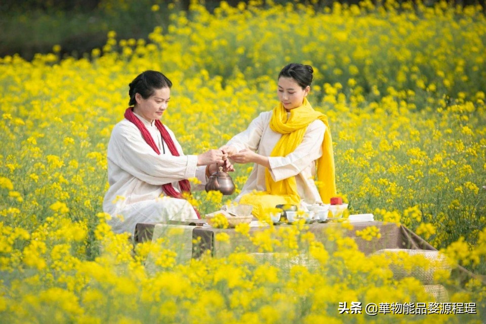 江西婺源油菜花乐曲节,婺源油菜花文化节