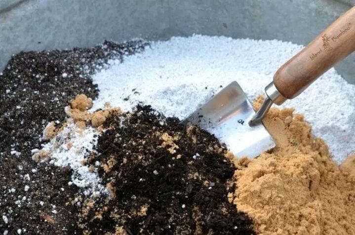绿植养护植物死了怎么办,绿植为什么在家里养就死了