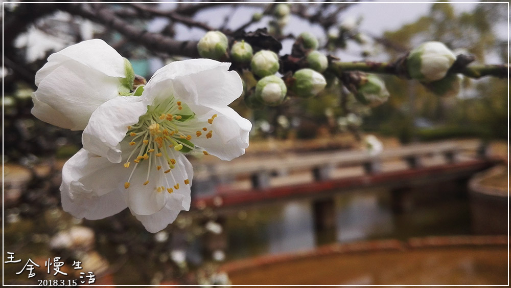 灏忓纰х帀璇楀彞,娓呯鍙汉灏忓纰х帀