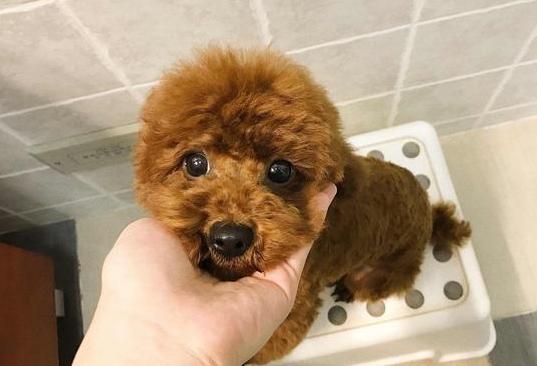 纯种泰迪犬脾气及介绍,纯种泰迪犬串串