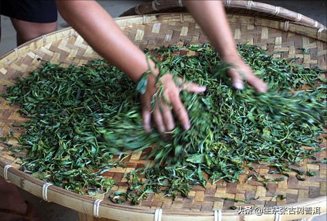 普洱茶从采摘到制作全过程,普洱生茶的制作工艺流程