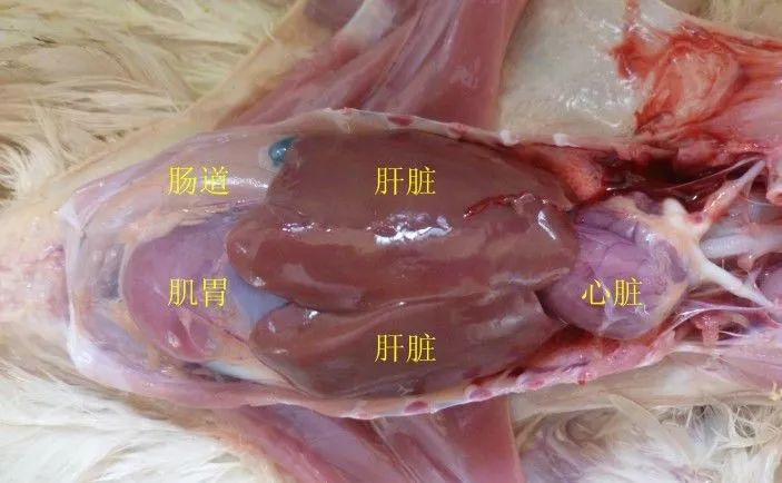 家禽常见疾病及检测方法书籍,家禽养殖疾病诊断