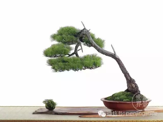 松树盆景经典大片,大斜杆式盆景得金奖作品松树