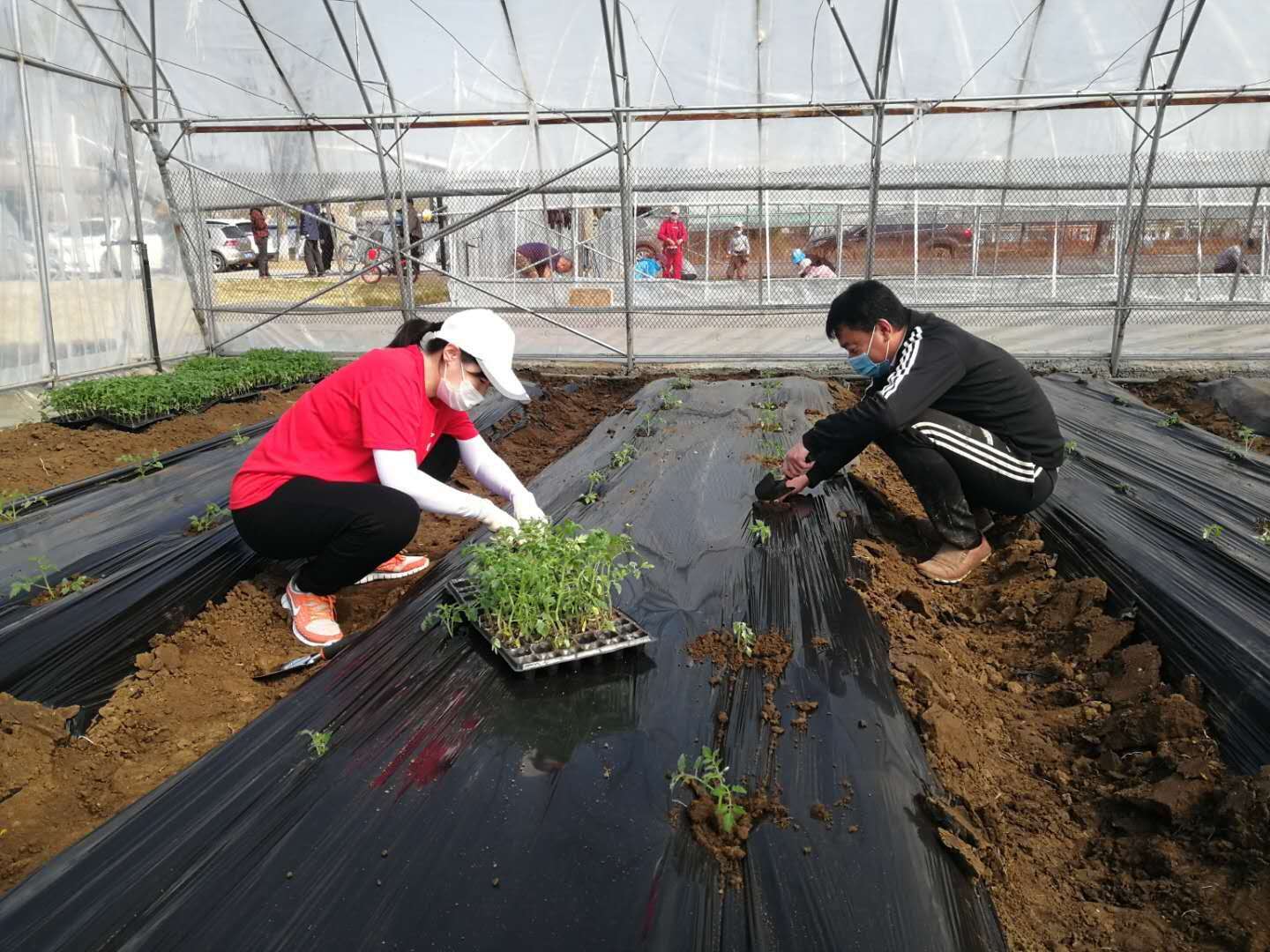 大棚蔬菜苗期如何浇水,寒潮天气蔬菜大棚如何防寒