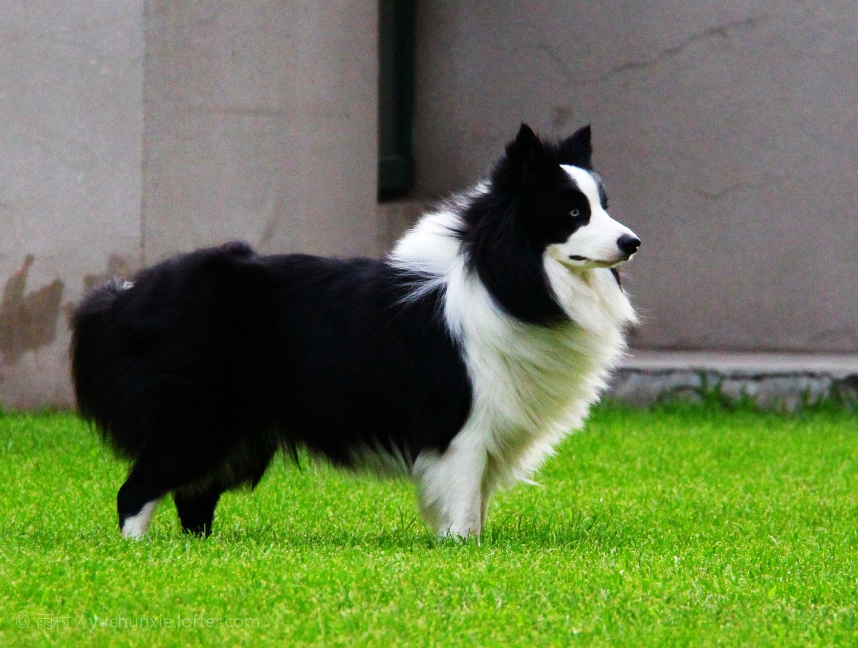 适合敏捷训练的犬种有哪些,什么犬种最聪明又好训战斗力强