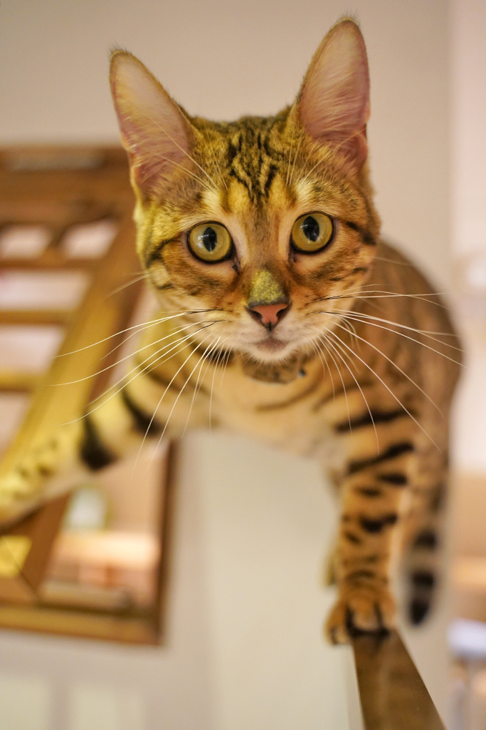 索尼a7m3提高锐度和像素,索尼微单a7m3使用技巧