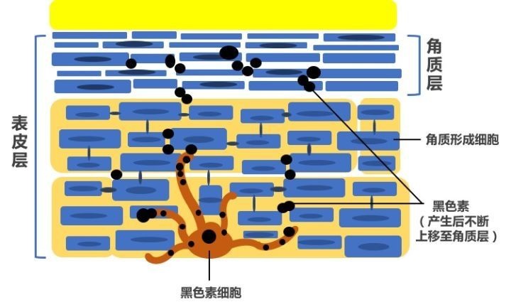 烟酰胺维生素c美白吗,烟酰胺维c润肤乳真的可以美白吗