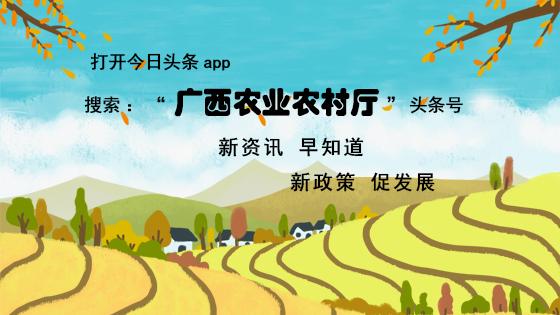 茉莉入药一室香，健胃消食不用愁！