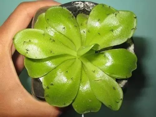 怎么可以治花草虫害,专治花卉虫害的方法