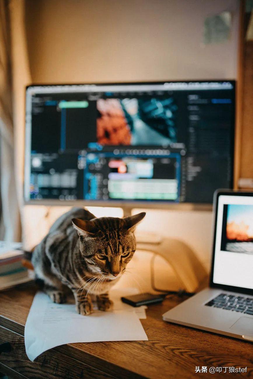 程序员养猫是什么感受,公司程序员需要养猫吗