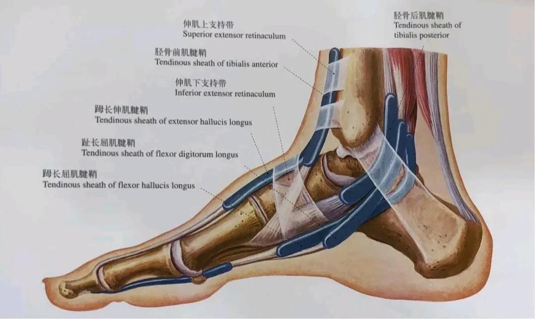 穿袜子走几步路就掉怎么处理,走路袜子总往鞋里脱小妙招