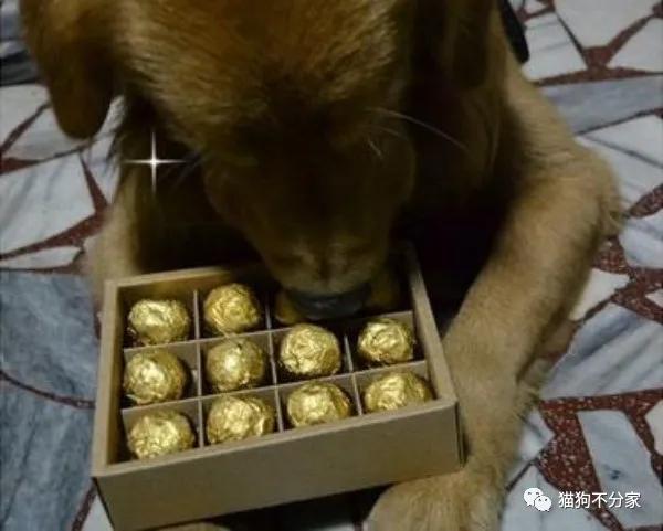 狗狗吃糖会蛀牙吗,狗狗不能吃哪些糖