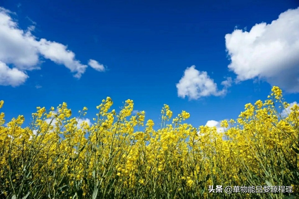 江西婺源油菜花乐曲节,婺源油菜花文化节