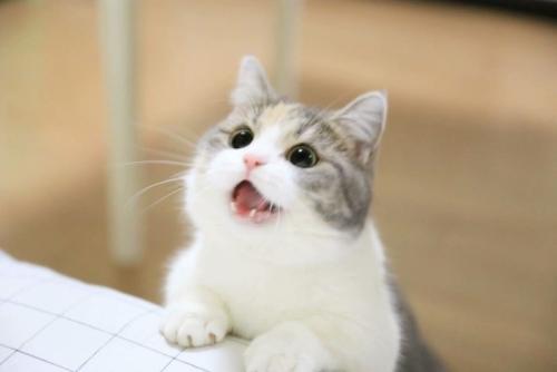猫咪最近眼屎比较多可以用什么药,一个月猫咪吃啥预防掉毛跟眼屎