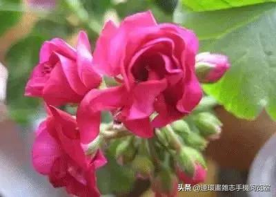 各种花的花语文案,花的花语100种