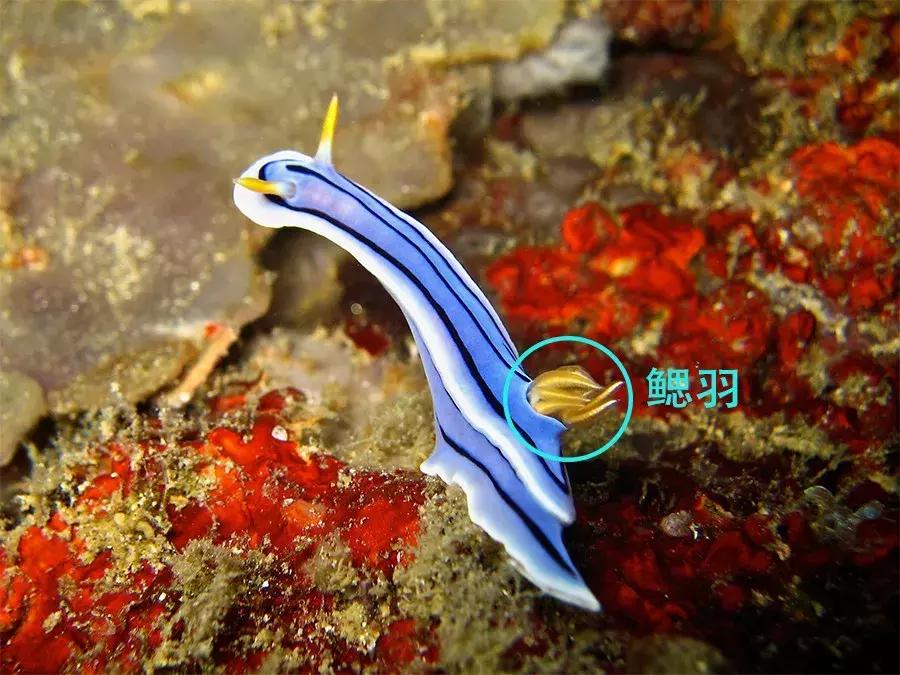 这只风靡网络的可爱“海中小白兔”，竟然颠覆了网友的三观