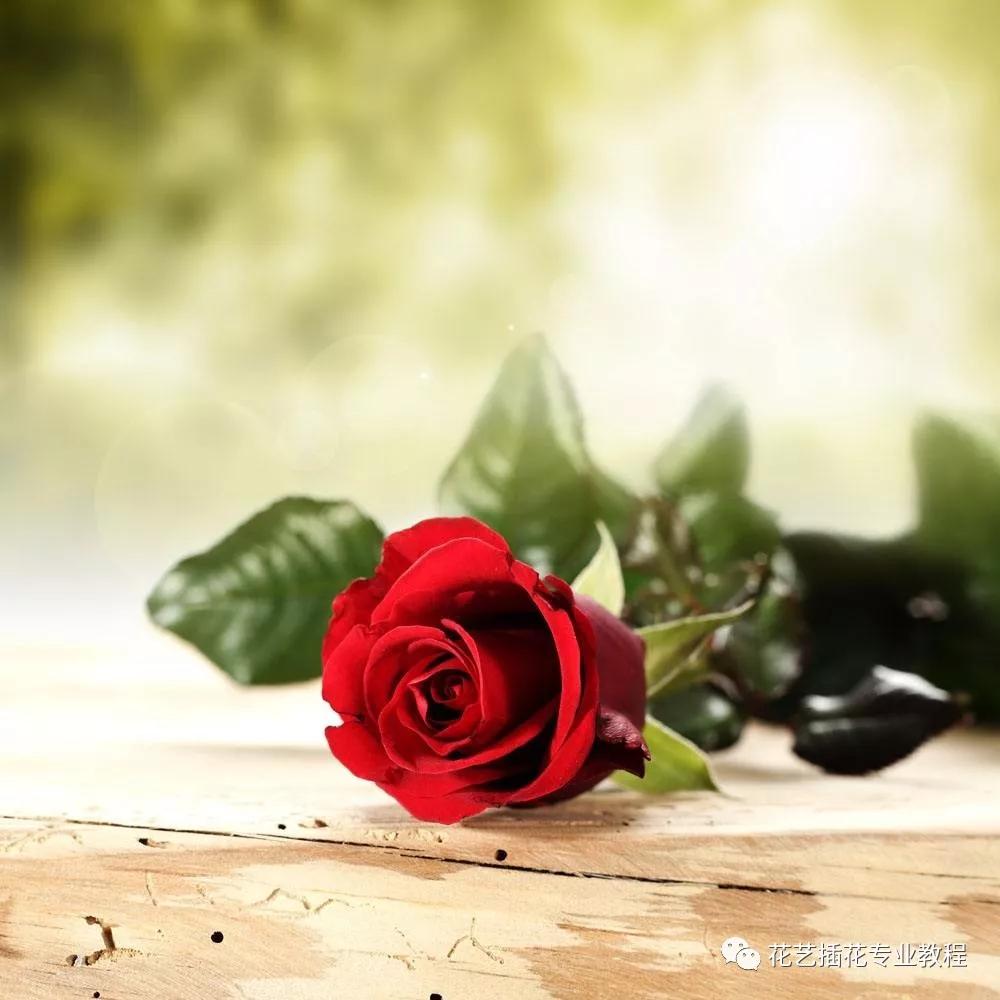 学花艺必备的花语,花艺师要知道的花与花语